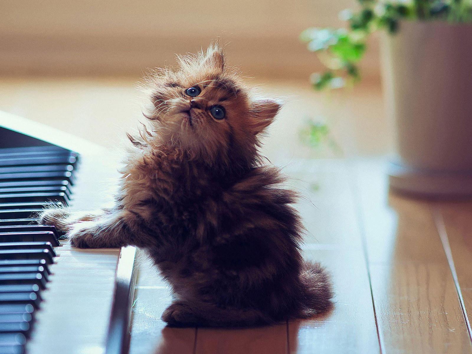 1600x1200 Wallpaper Piano, Cat, Kitty, Kitten, Cute, Music, Eyes • Wallpaper For You HD Wallpaper For Desktop & Mobile
