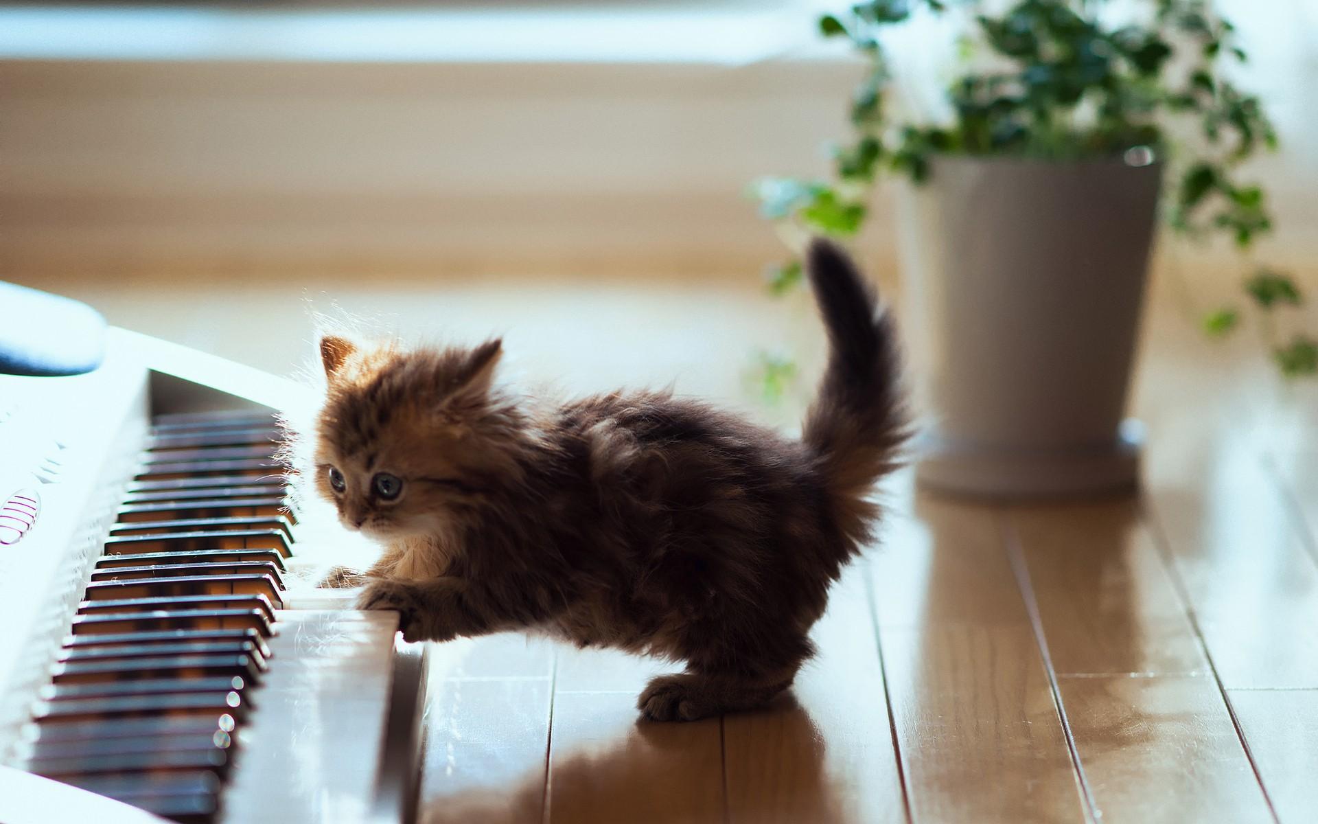 1920x1200 The cat playing the piano wallpaper and image, picture, photo