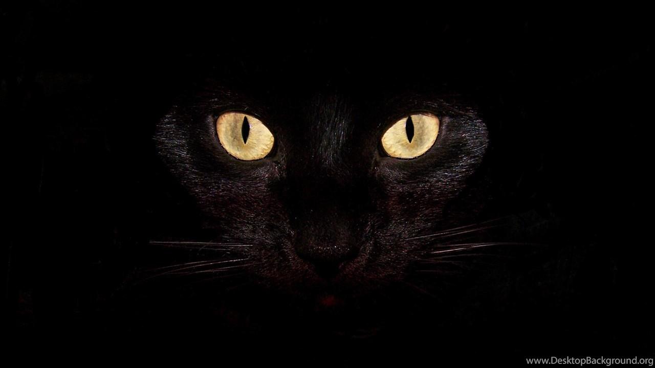 1280x720 Cat Wallpaper HD Cute Cat Wallpaper Desktop Background