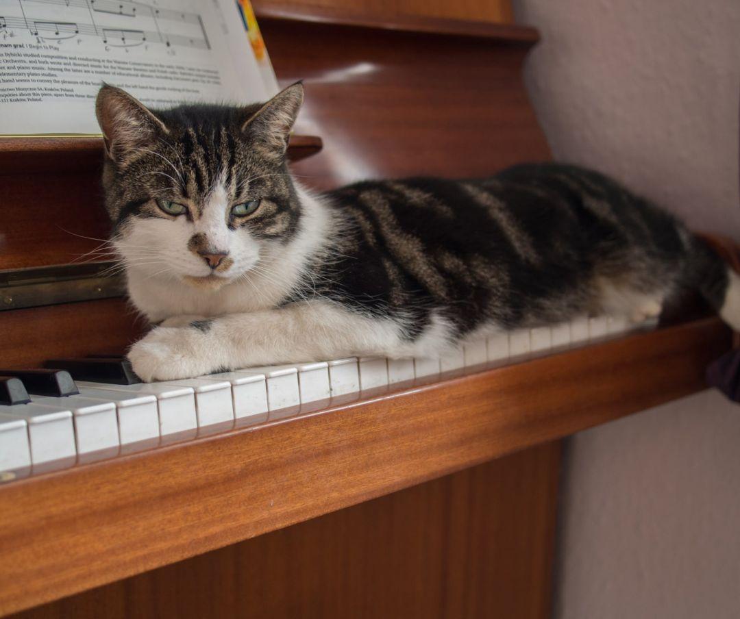 1080x904 Piano Cat Wallpaper