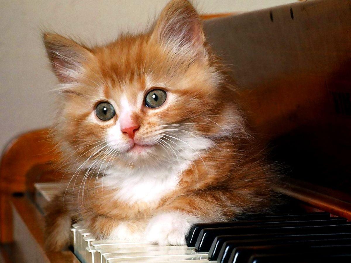Piano Cat Wallpapers Top Free Piano Cat Backgrounds WallpaperAccess