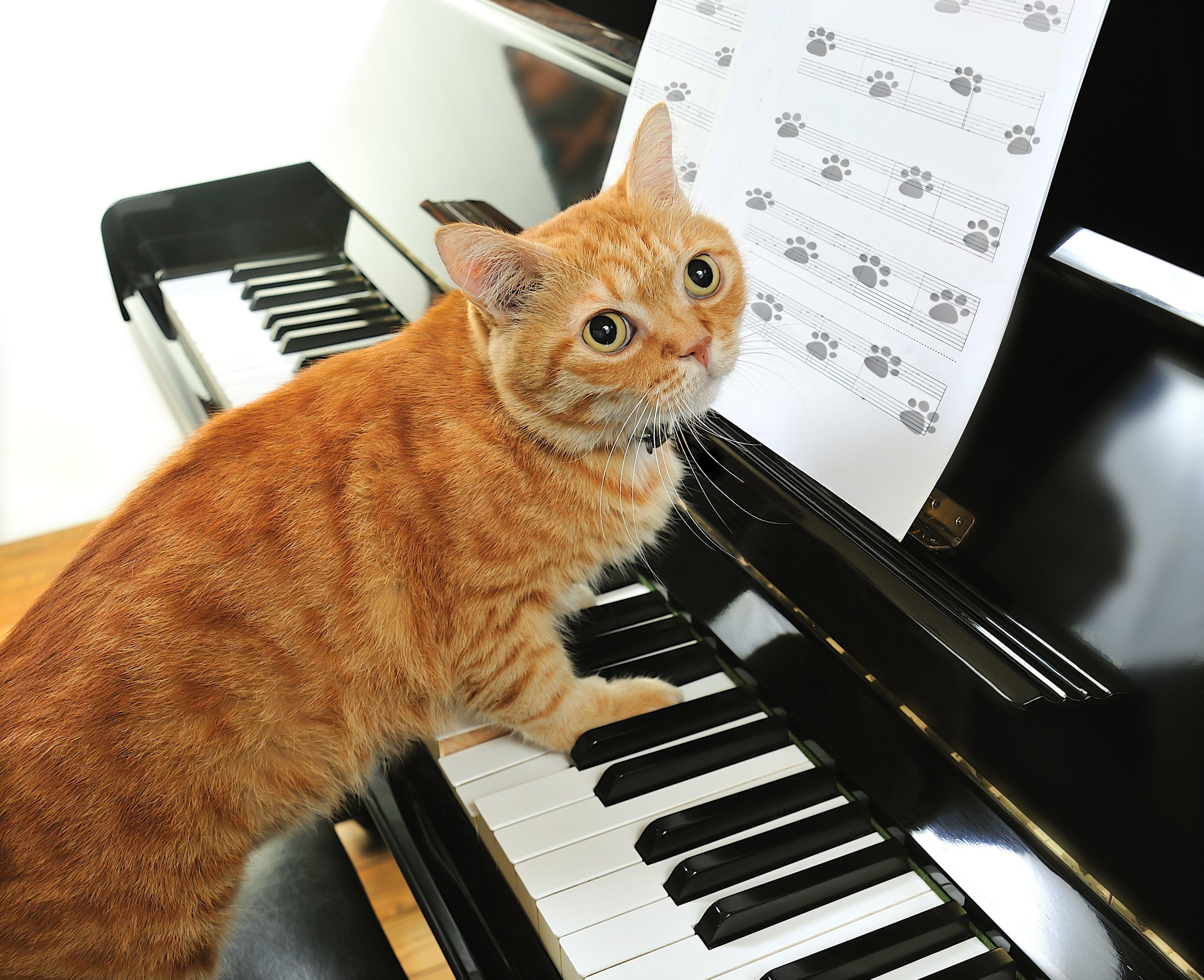Piano Cat Wallpapers Top Free Piano Cat Backgrounds WallpaperAccess