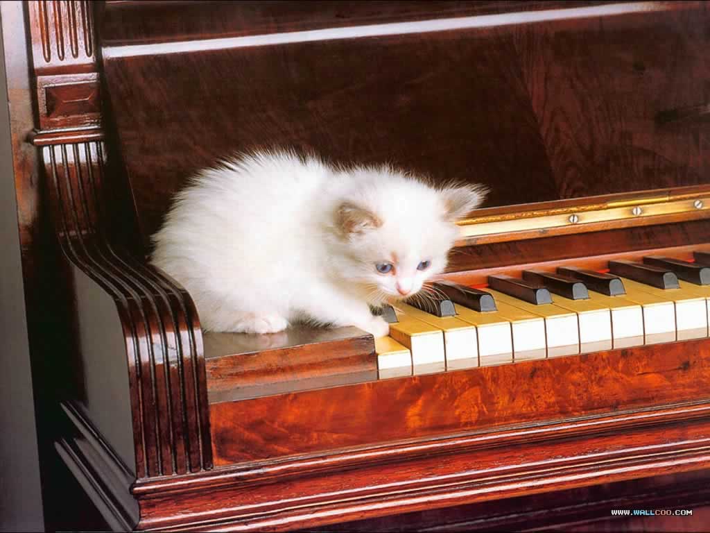 Piano Cat Wallpapers Top Free Piano Cat Backgrounds WallpaperAccess