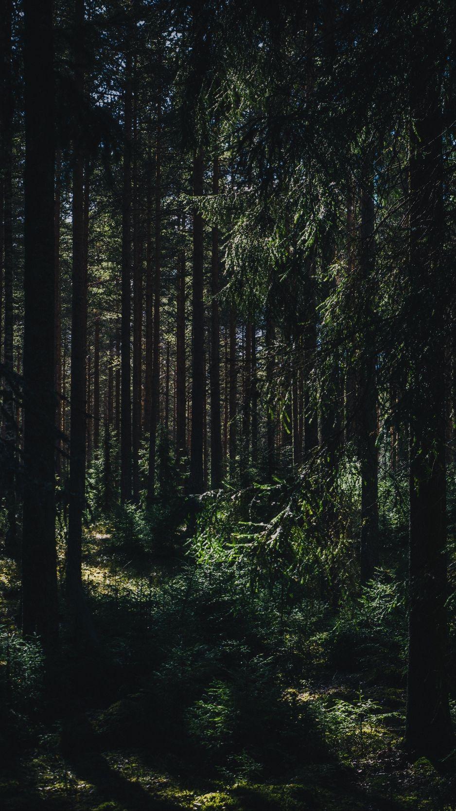 938x1668 Download wallpaper 938x1668 forest, summer, trees, shadows, ylojarvi