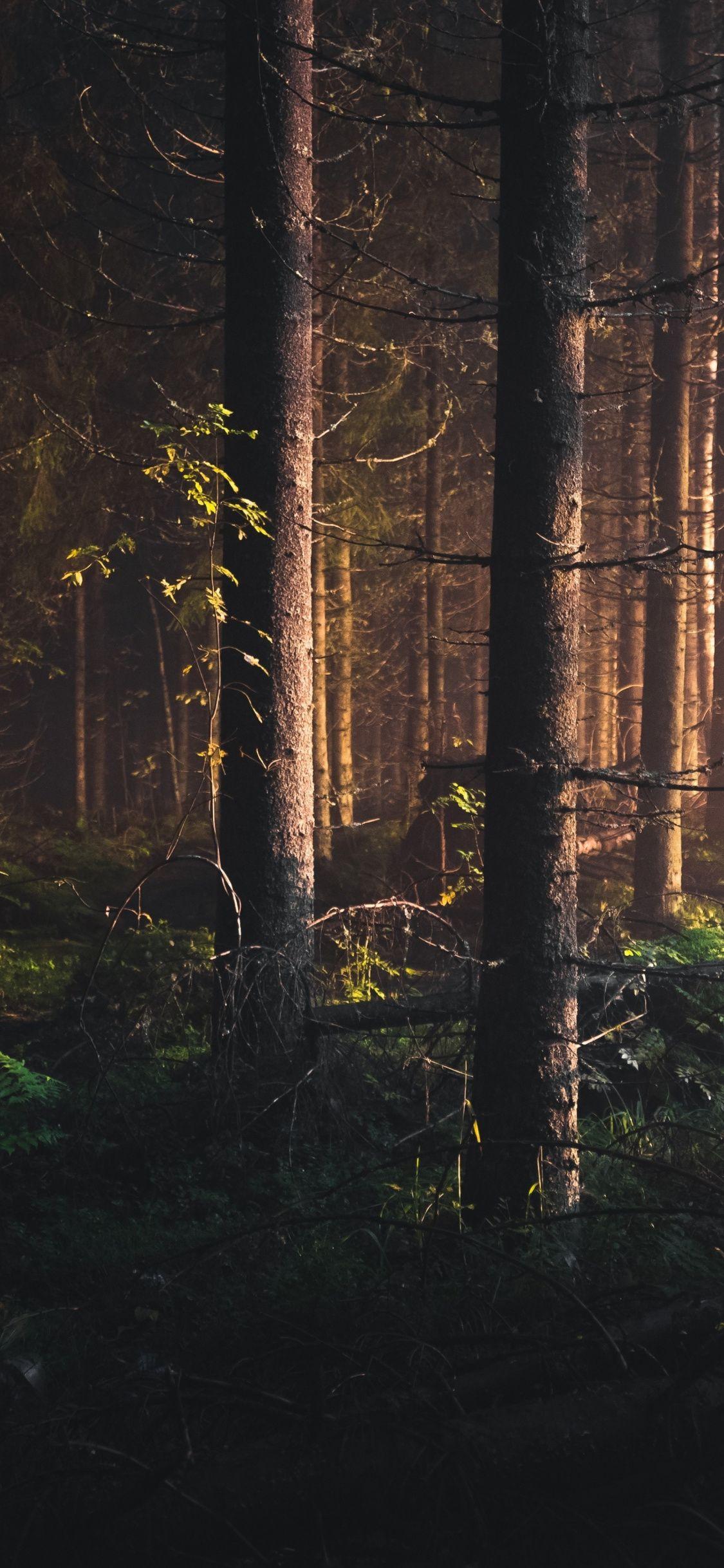 1125x2436 Download 1125x2436 wallpaper trees, finland, forest, nature, iphone