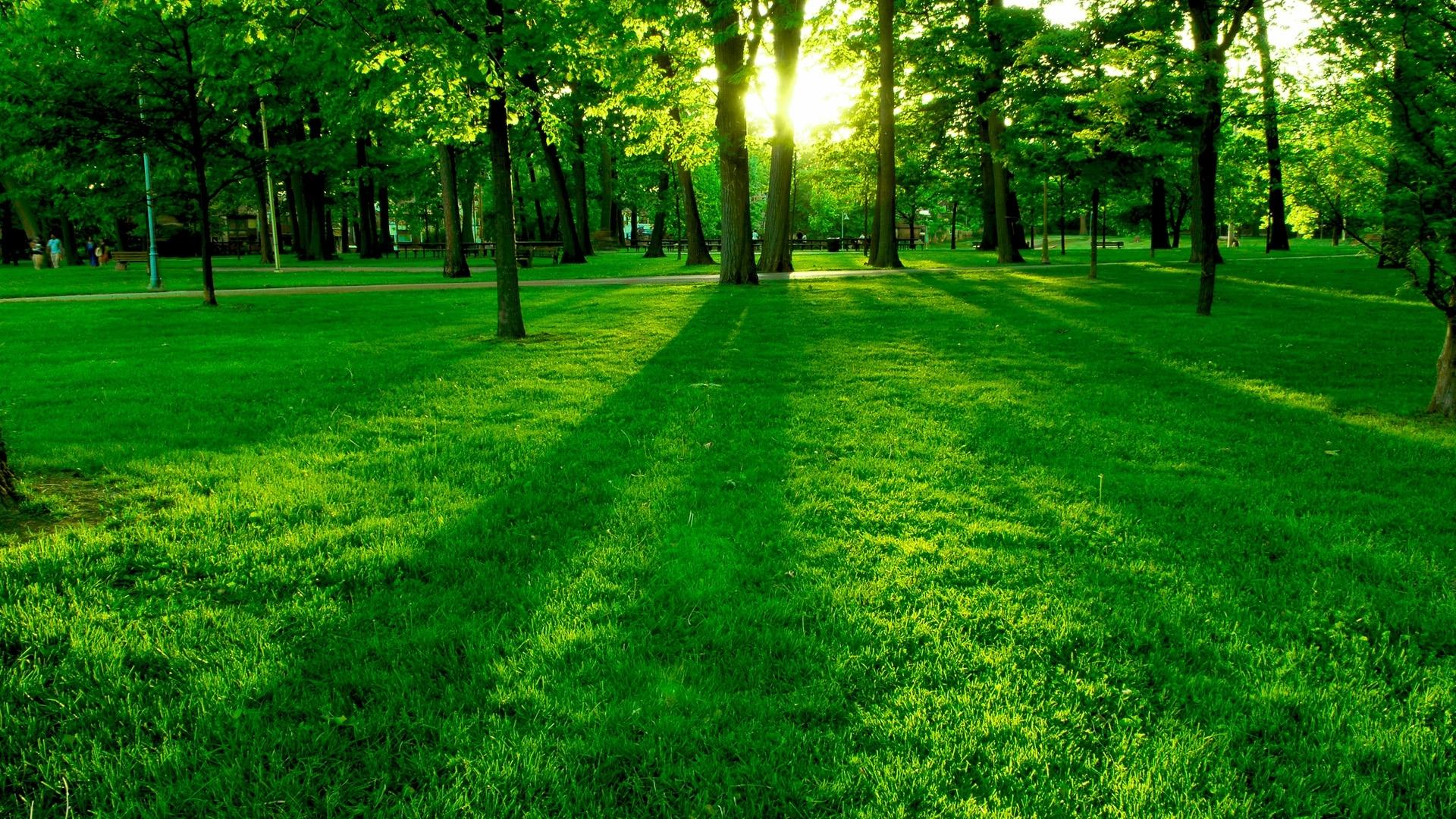 1920x1080 Green wallpaper for your phone, free download Green picture