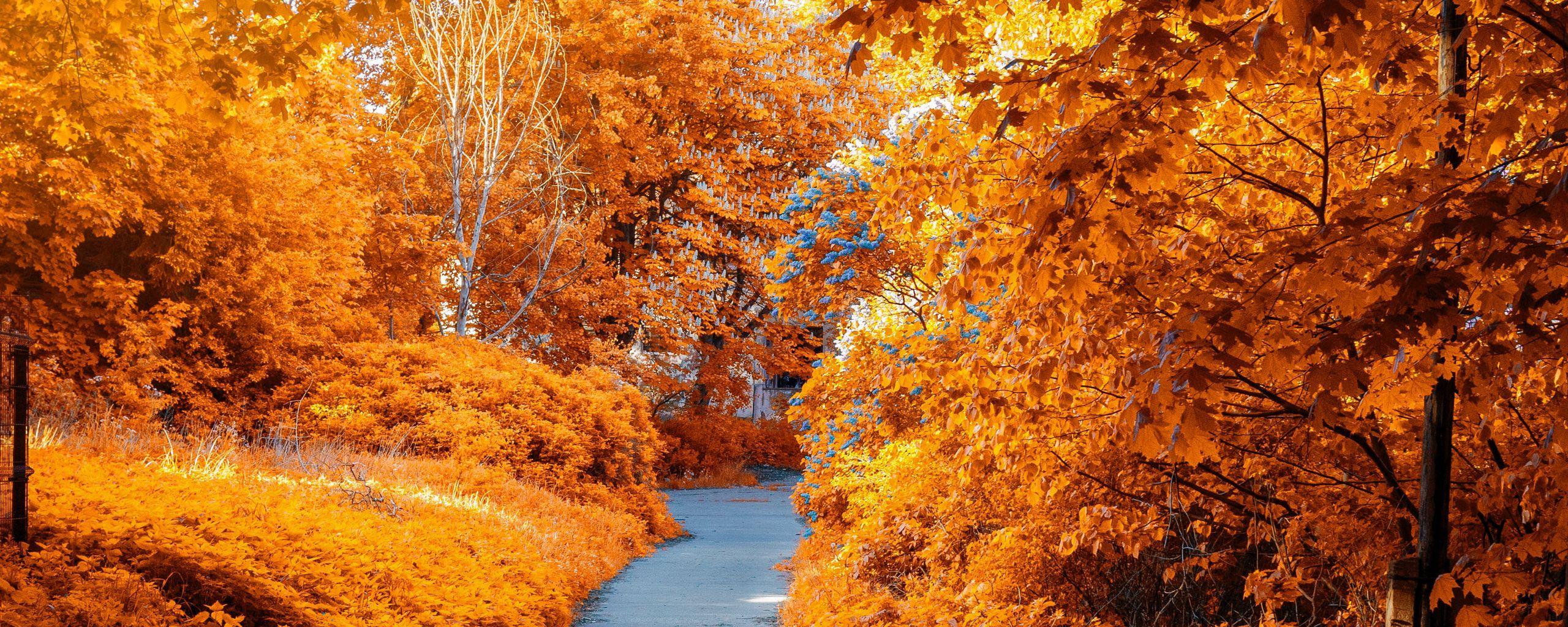 2560x1024 Autumn Ultrawide Wallpaper