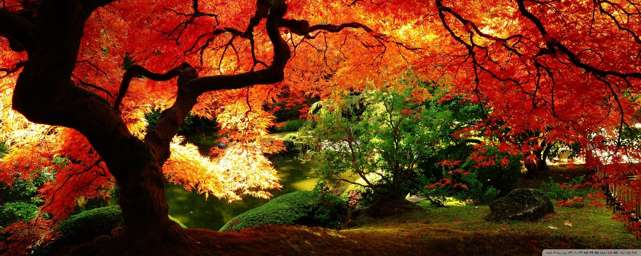 2560x1024 Free download Beautiful Autumn 4K HD Desktop Wallpaper for Dual Monitor [ 2560x1024] for your Desktop, Mobile & Tablet. Explore Beautiful Autumn Wallpaper. Beautiful Fall Scenery Wallpaper
