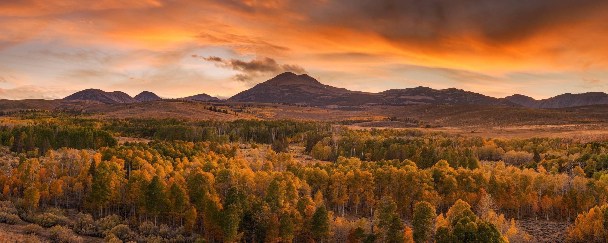 2560x1024 Forest in Autumn 2560x1024 Resolution Wallpaper, HD Nature 4K Wallpaper, Image, Photo and Background