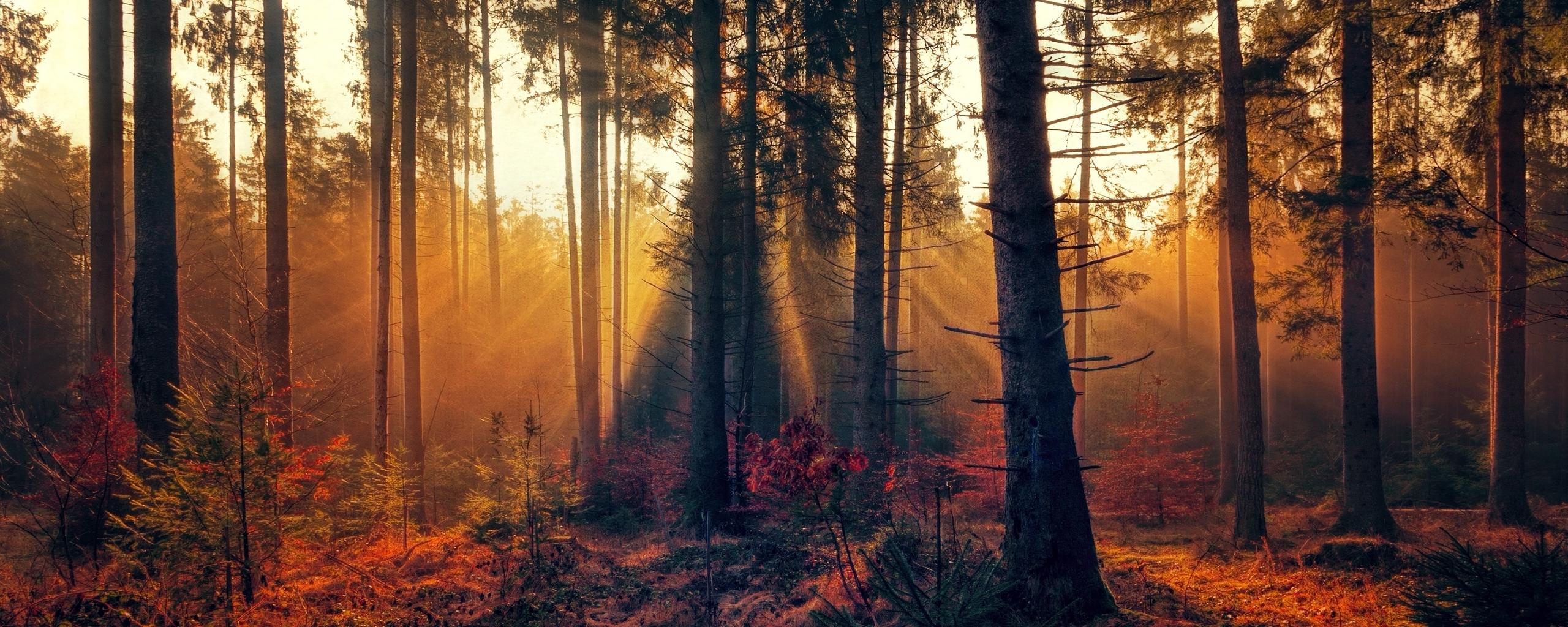 2560x1024 Wallpaper Forest, Trees, Fog, Autumn