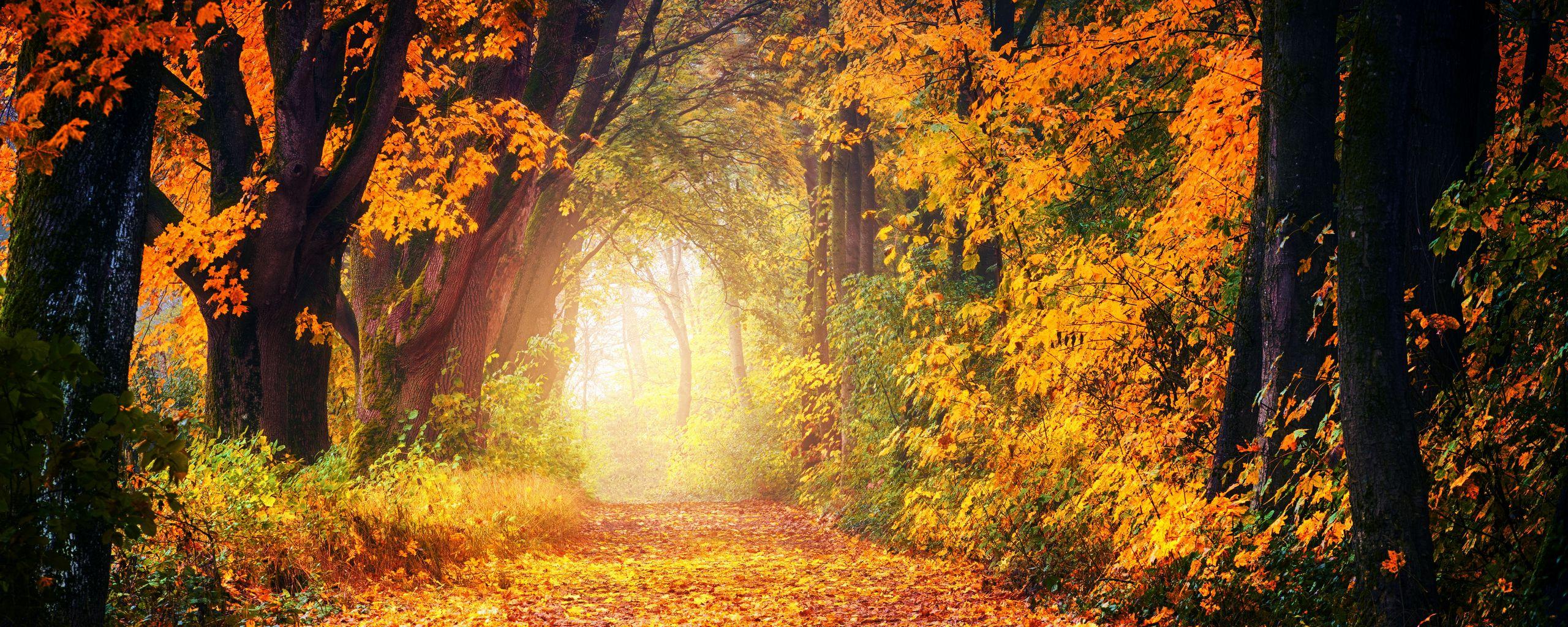 2560x1024 Download wallpaper 2560x1024 autumn, park, foliage, trees, path, light, golden ultrawide monitor HD background
