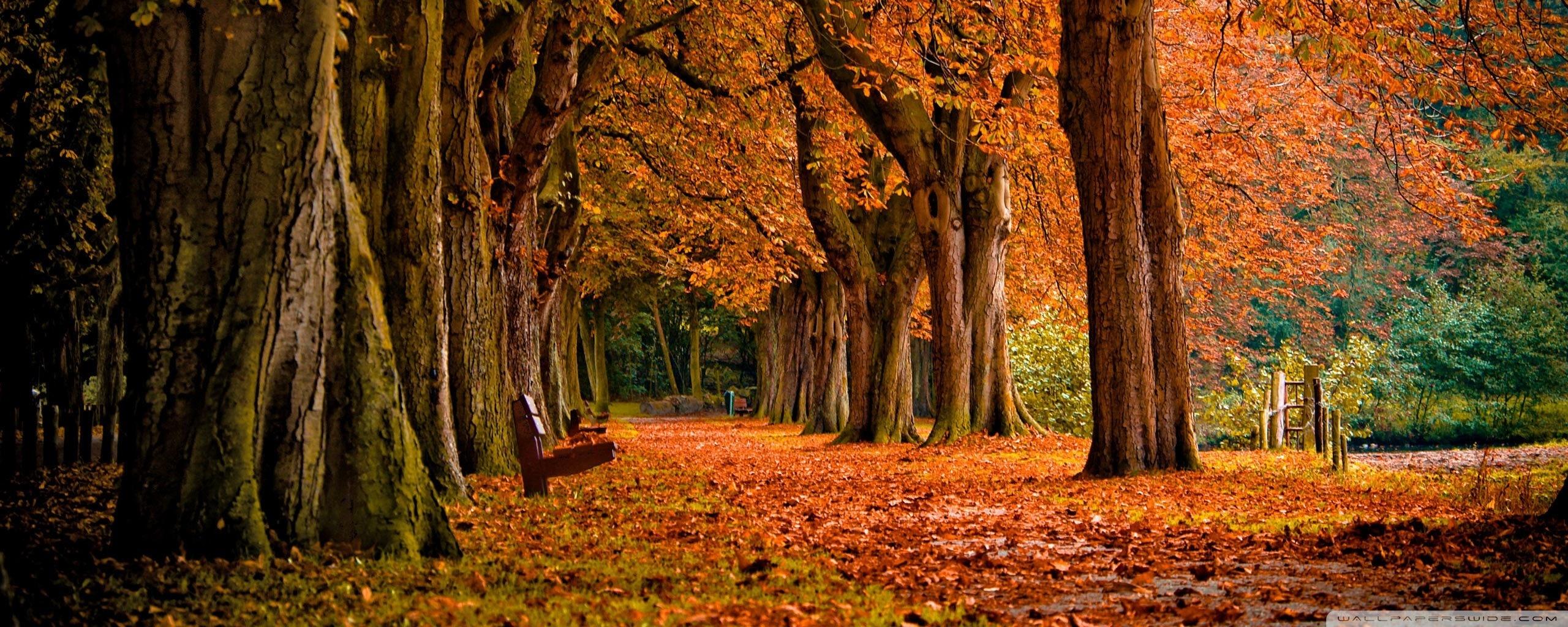 2560x1024 Park, Autumn Ultra HD Desktop Background Wallpaper for 4K UHD TV : Multi Display, Dual Monitor : Tablet