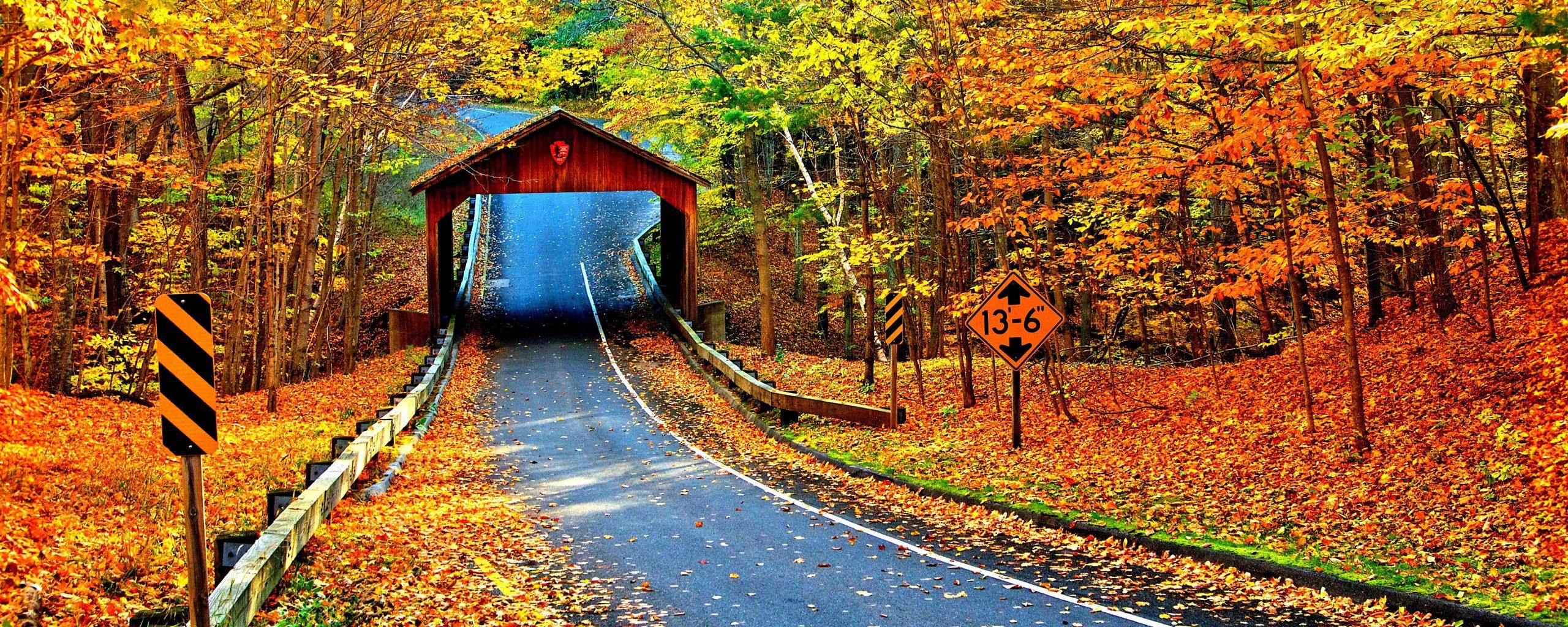 2560x1024 Autumn Trees Leaves Road Path Way Nature 5K Wallpaper