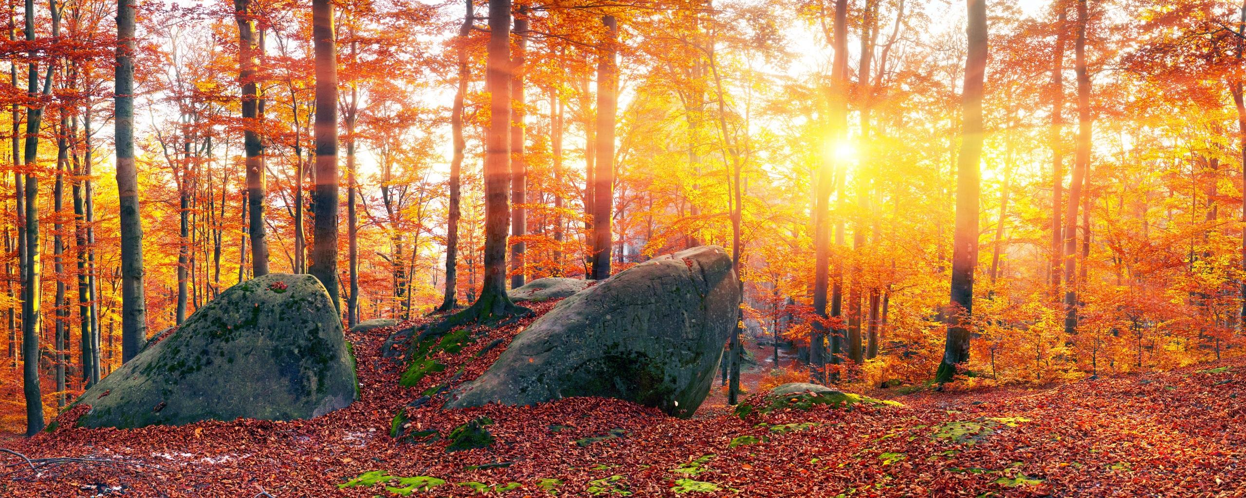 2560x1024 Photo Rays of light Zakarpattia Leaf Ukraine Autumn Nature 2560x1024
