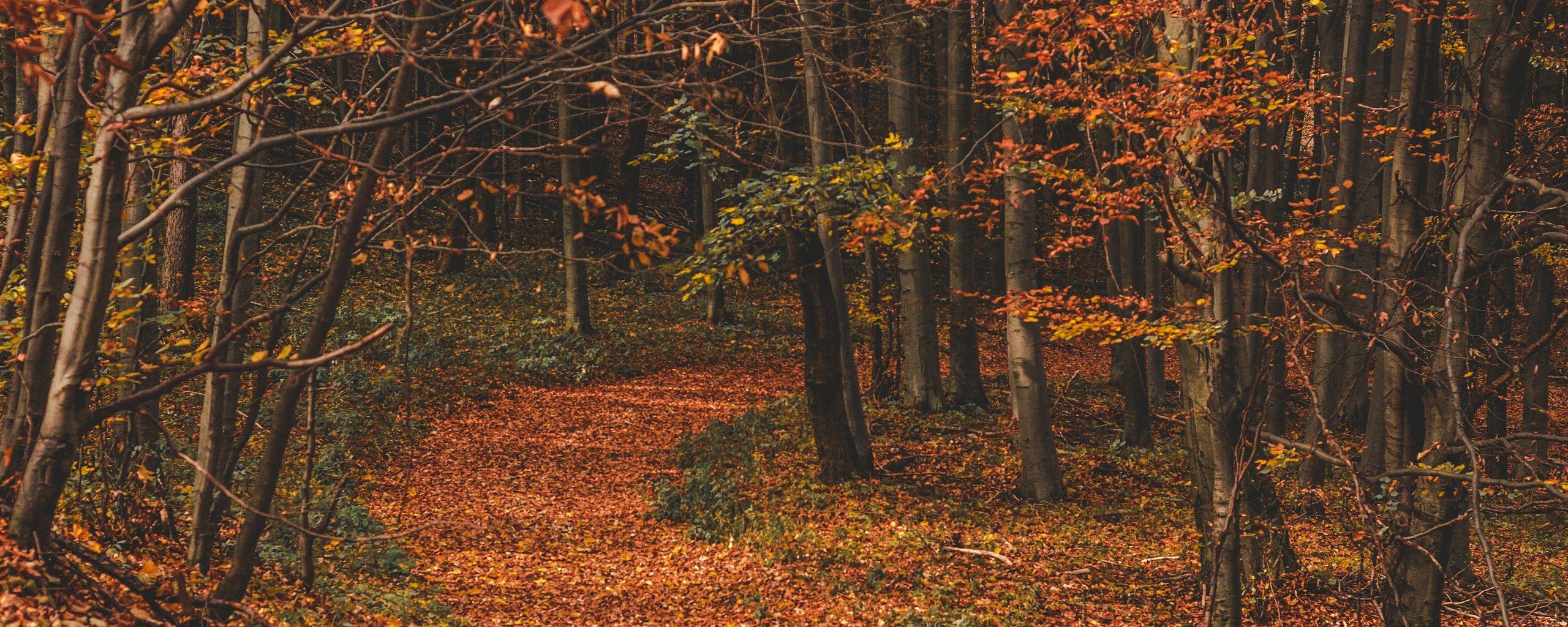 2560x1024 Download wallpaper 2560x1024 autumn, forest, trail, leaves, fallen, trees, turn ultrawide monitor HD background