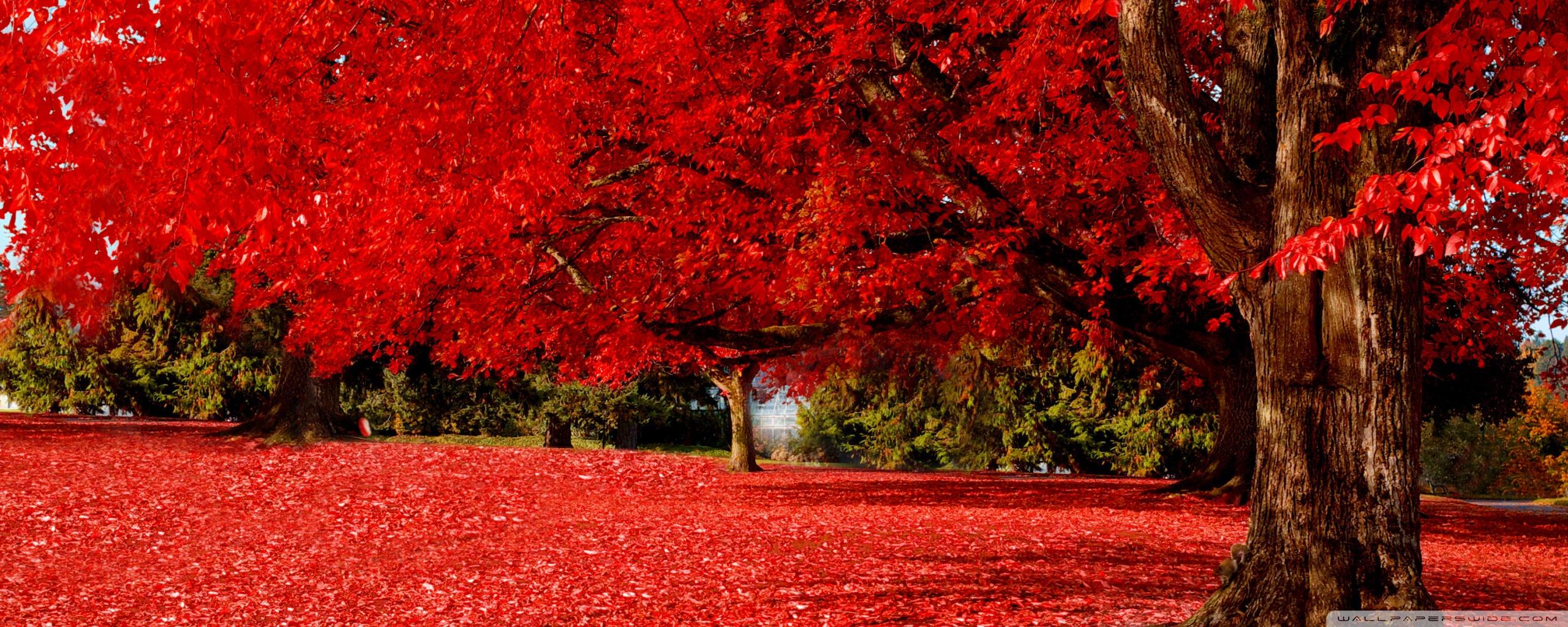 2560x1024 Red Autumn Ultra HD Desktop Background Wallpaper for 4K UHD TV : Widescreen & UltraWide Desktop & Laptop : Multi Display, Dual Monitor : Tablet