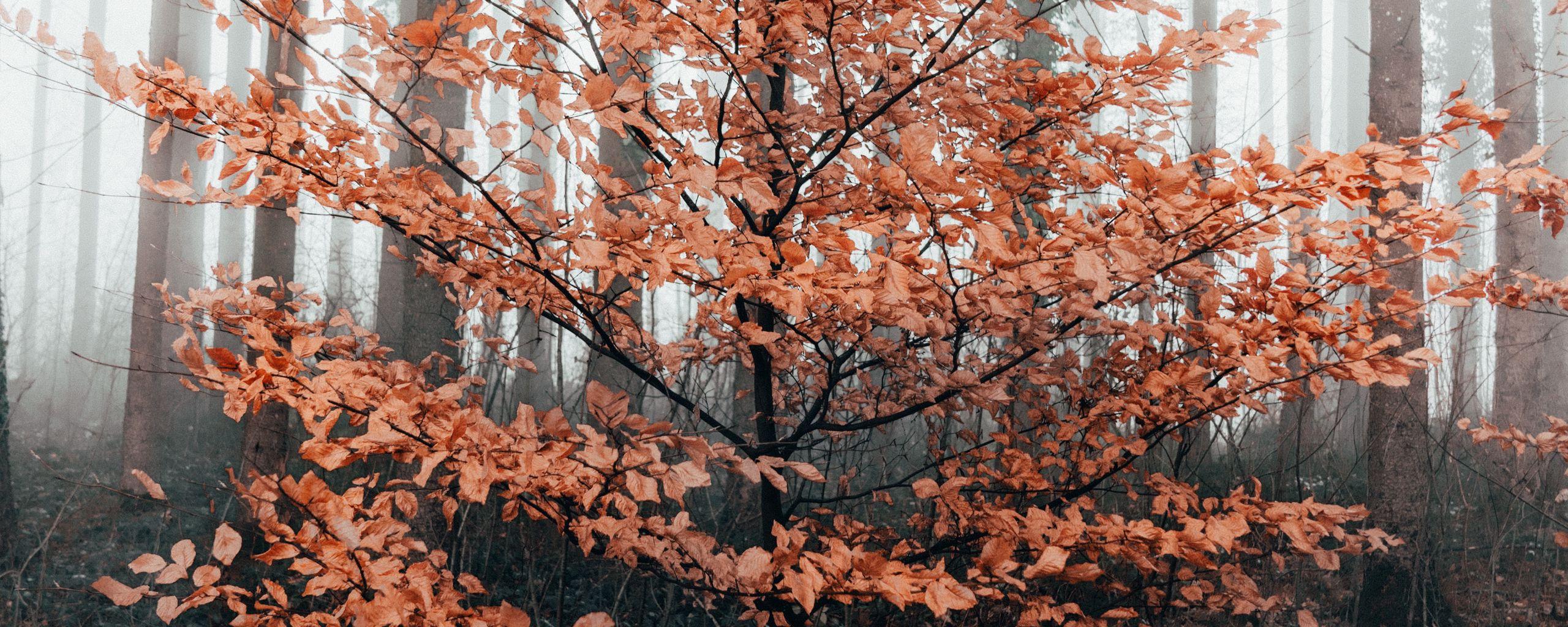 2560x1024 Download wallpaper 2560x1024 tree, forest, fog, autumn ultrawide monitor HD background