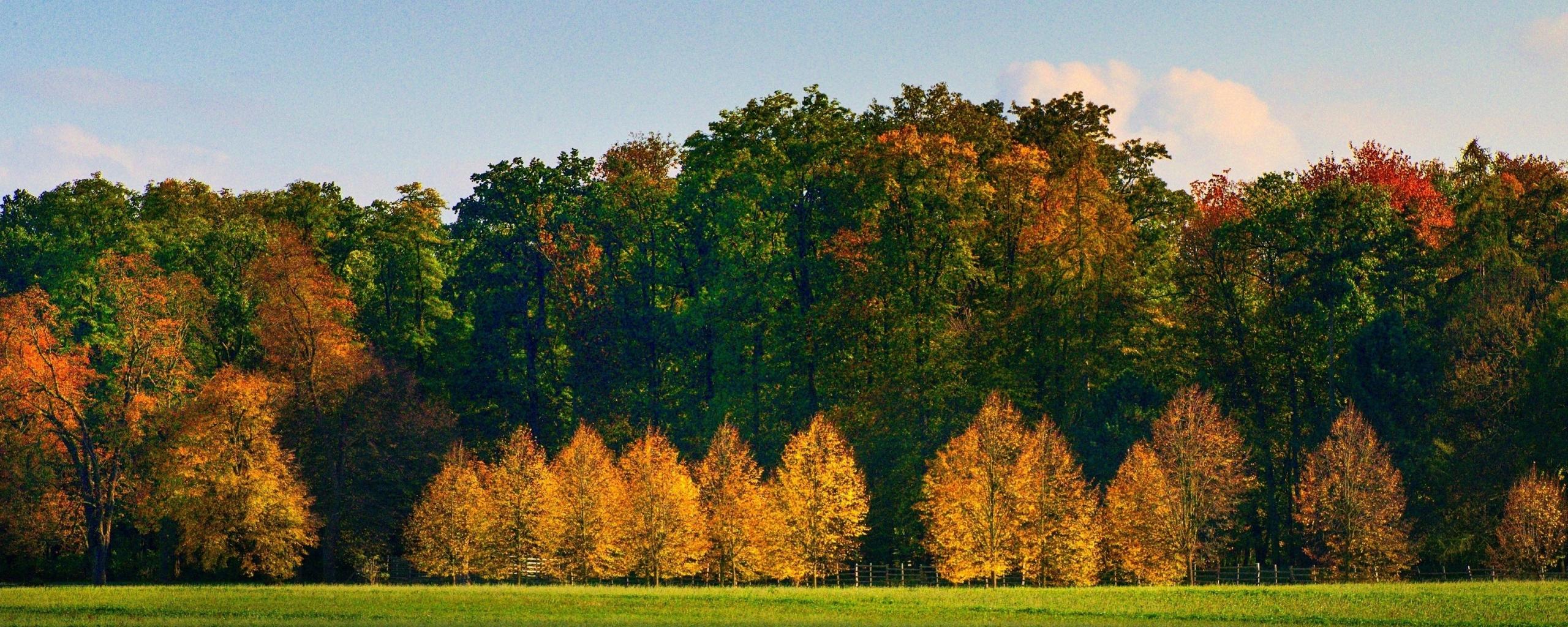 2560x1024 Download 2560x1024 wallpaper autumn, tree, nature, beautiful, sunny day, dual wide, wide 21: widescreen, 2560x1024 HD image, background, 15908