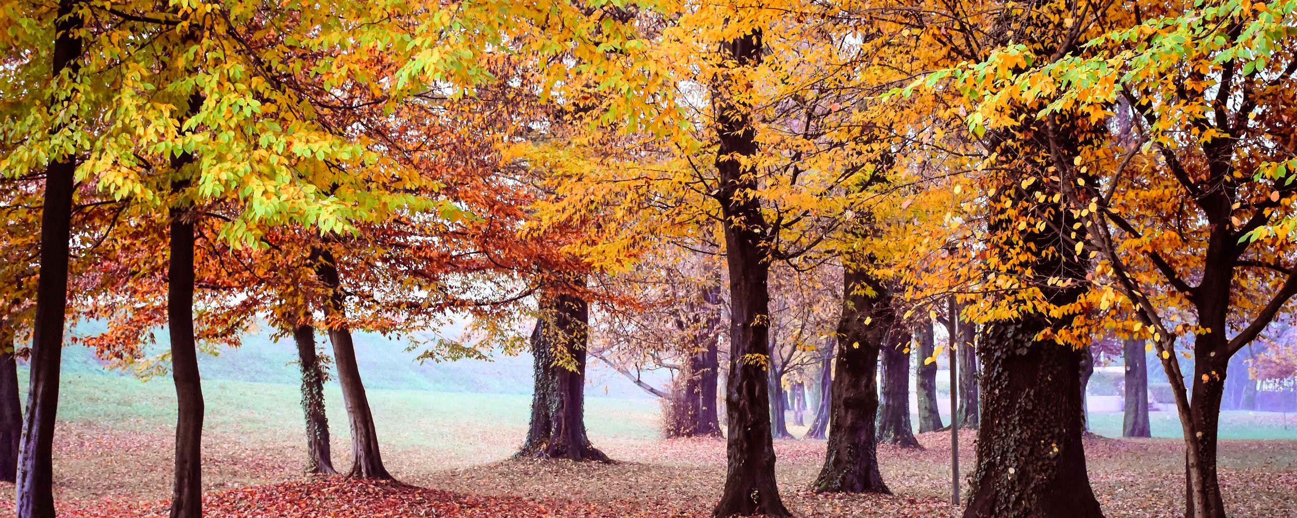 2560x1024 Download wallpaper 2560x1024 autumn, park, trees, foliage ultrawide monitor HD background