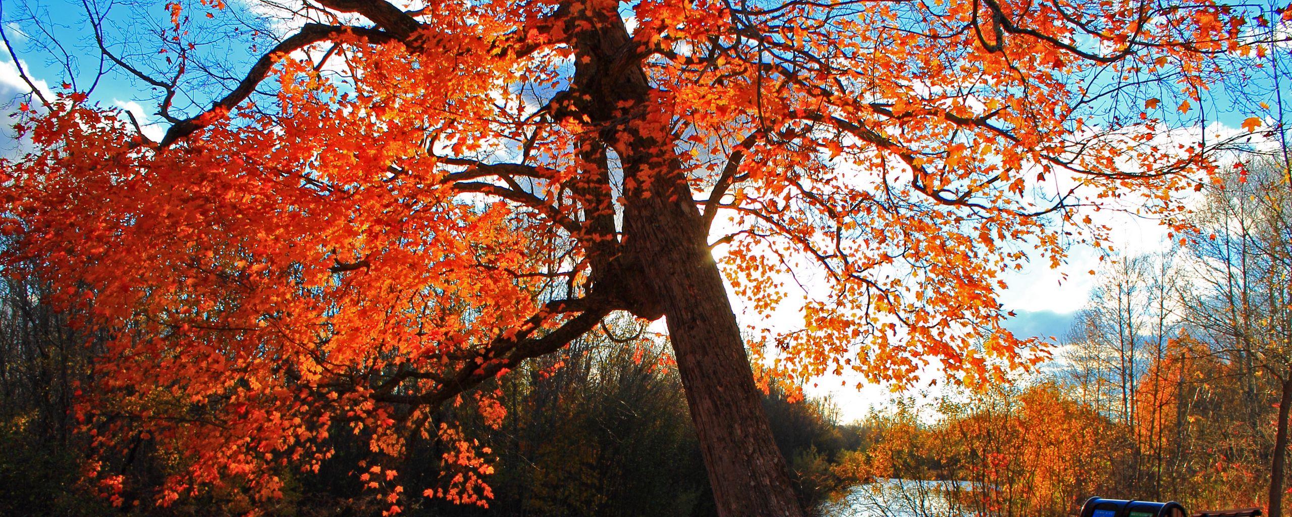 2560x1024 Download wallpaper 2560x1024 autumn, park, river, shop, landscape ultrawide monitor HD background