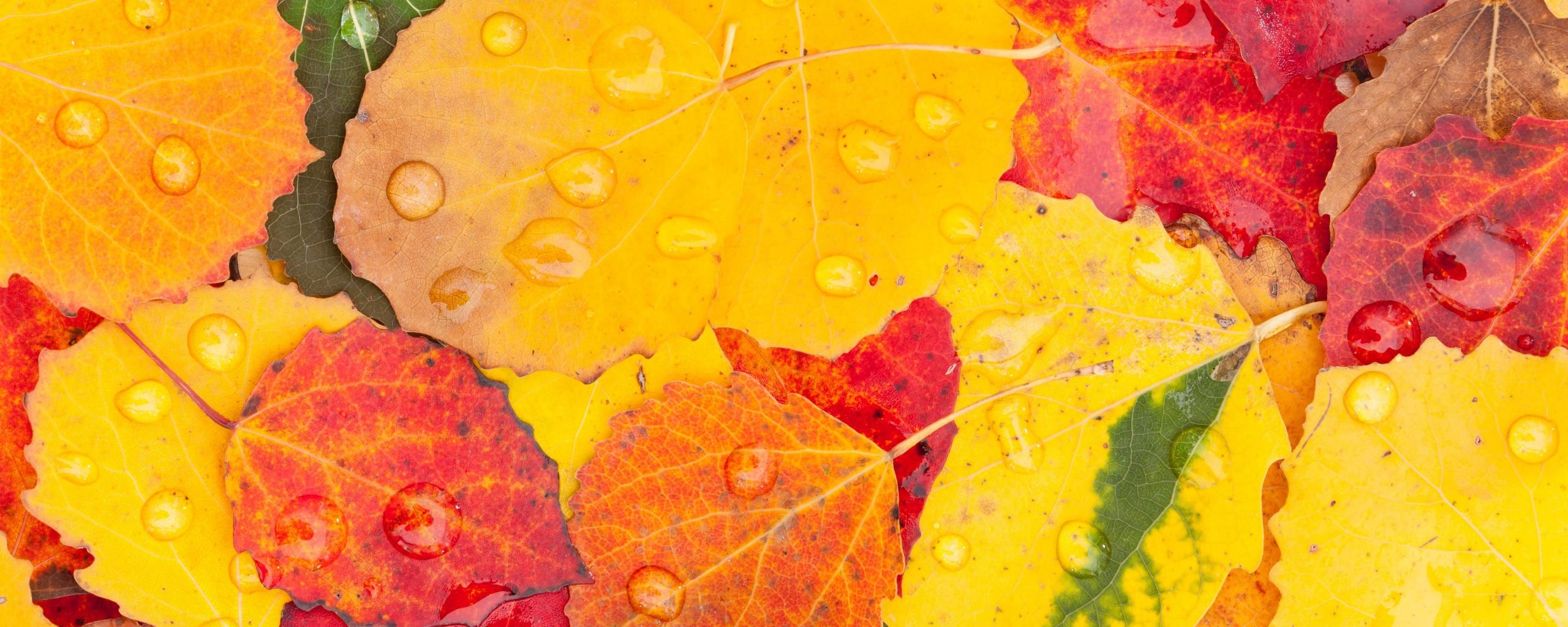 2560x1024 Download 2560x1024 wallpaper autumn, drops, macro, leaves, dual wide, wide 21: widescreen, 2560x1024 HD image, background, 7278