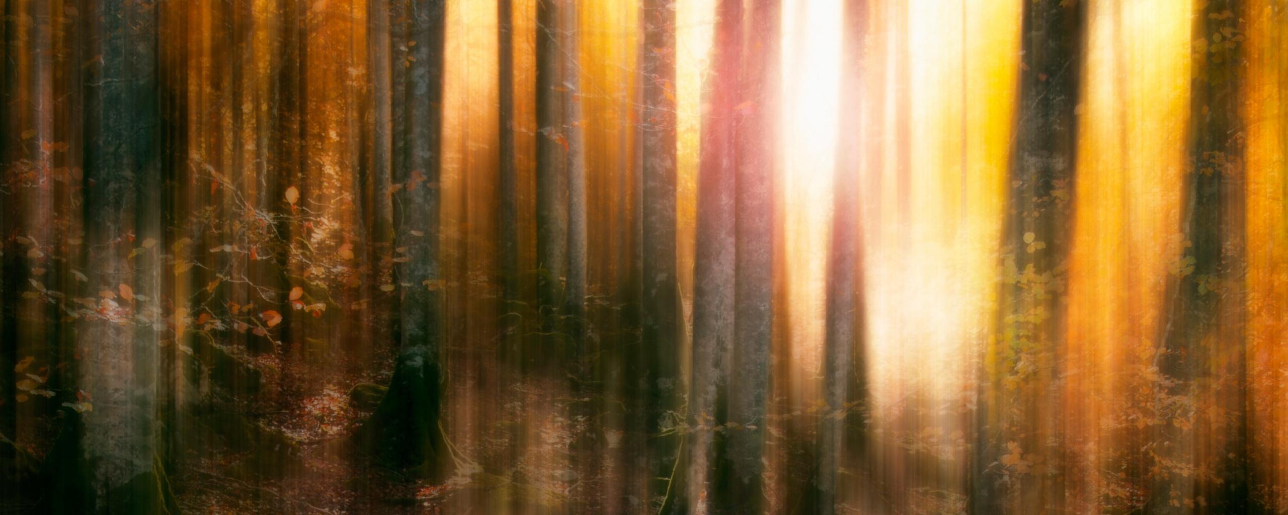 2560x1024 Download Autumn, blur, forest, trees wallpaper, 2560x Dual Wide, Wide 21: Widescreen