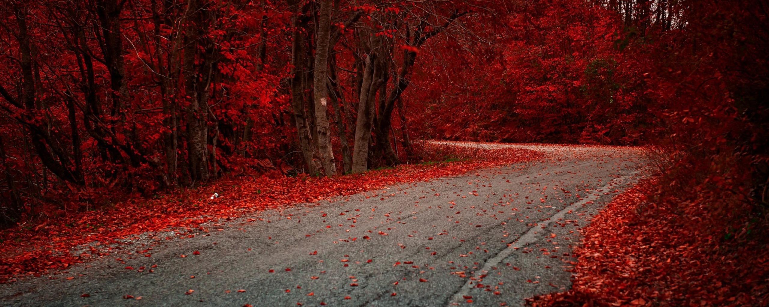 2560x1024 Red Leaves On Road Autumn Season 2560x1024 Resolution HD 4k Wallpaper, Image, Background, Photo and Picture