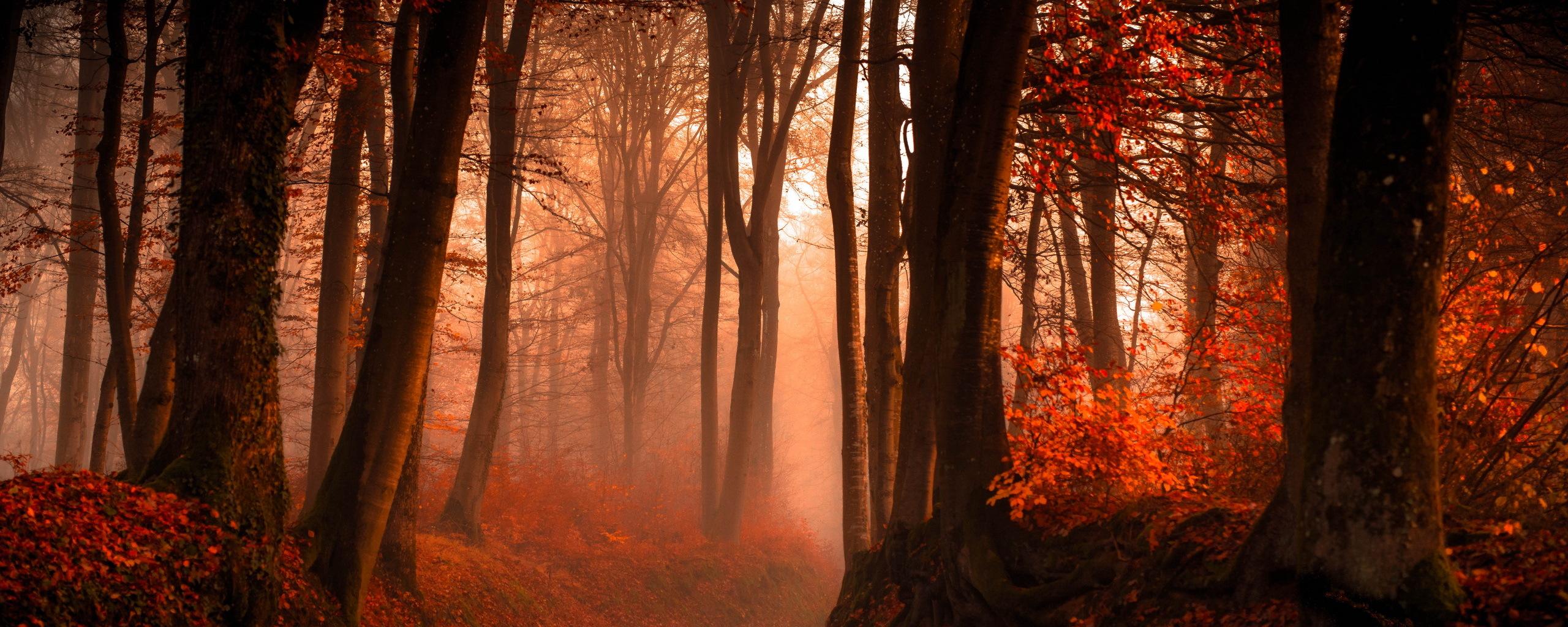 2560x1024 Desktop Wallpaper Red Forest In Autumn, HD Image, Picture, Background, Wm1koz