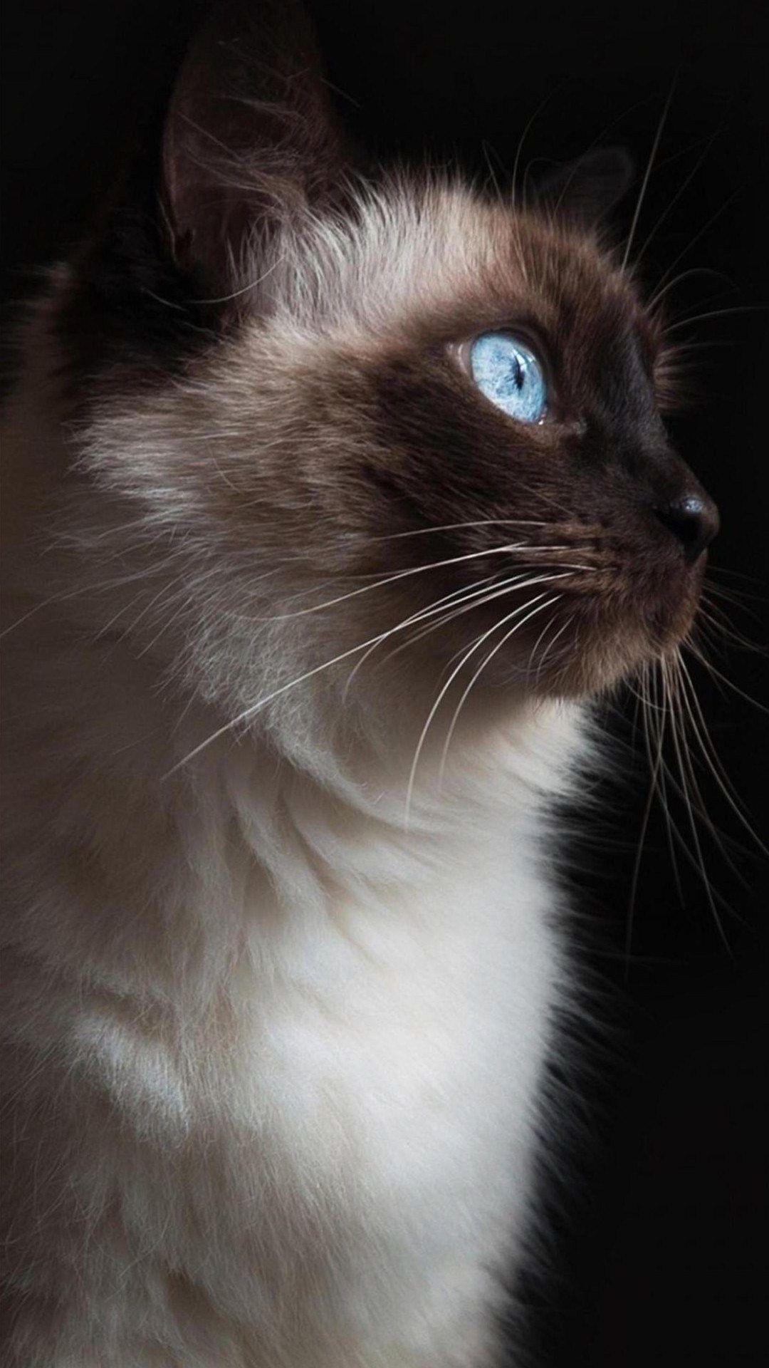 1080x1920 iPhone Siamese Cat Wallpaper. Cat wallpaper, Siamese cats, Cat aesthetic