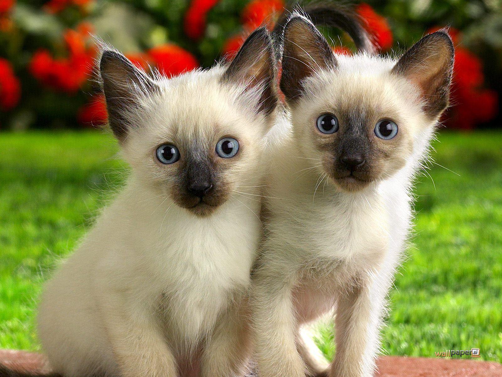 1600x1200 Siamese Kitten Wallpaper