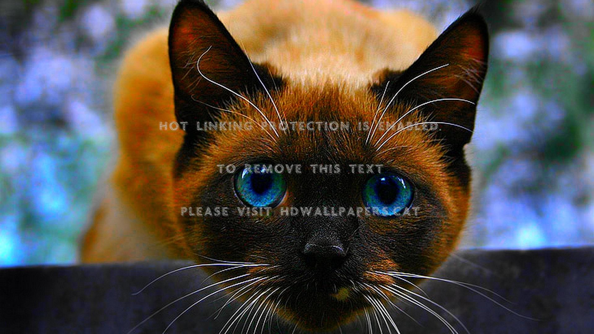 1920x1080 Siamese Cat Blue Eyed Pet Cute Animals