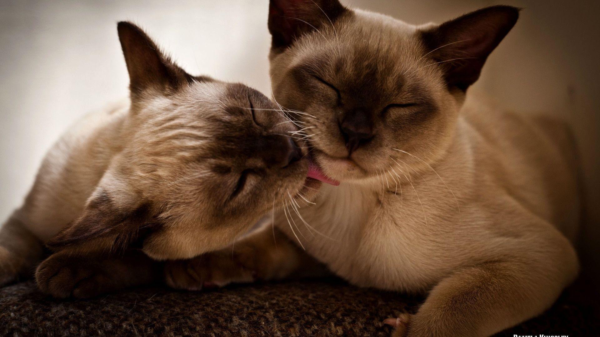 1920x1080 Siamese Cat Wallpaper