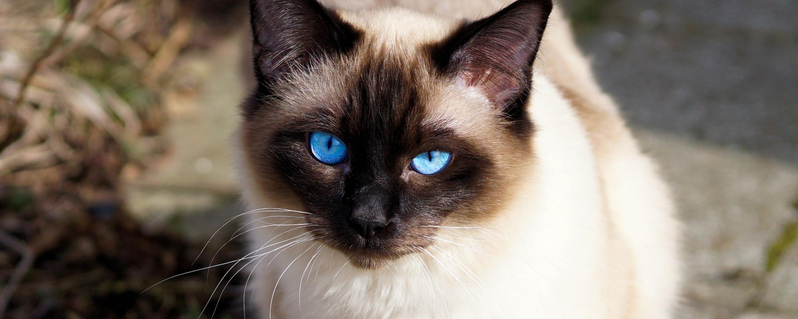 2560x1024 Desktop Wallpaper Siamese Cat, Pet Animal, Blue Eyes, HD Image, Picture, Background, Pkajwx
