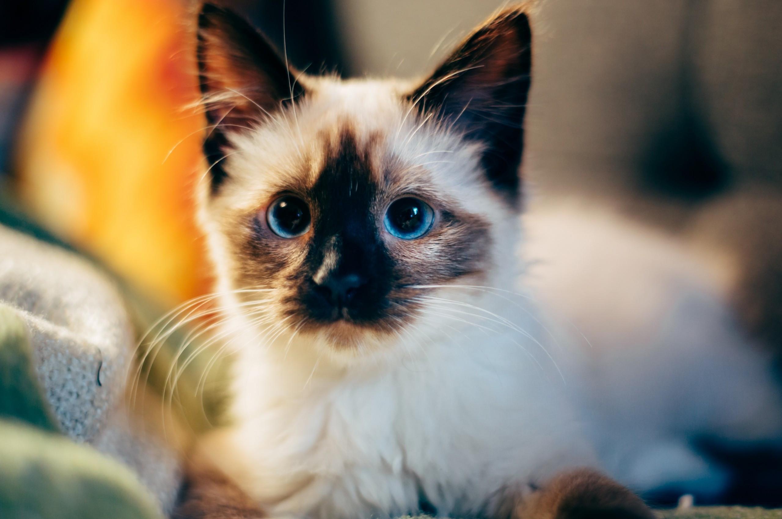 2560x1700 Download 2560x1700 Siamese Cat, Cute, Kitten, Blue Eyes Wallpaper for Chromebook Pixel