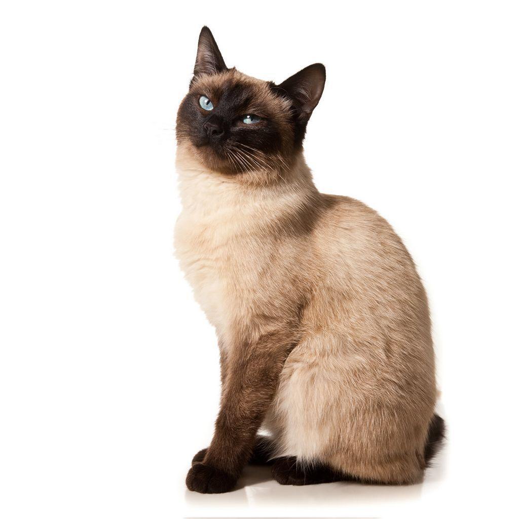 1024x1024 Free download Siamese Cat Wallpaper [1024x1024] for your Desktop, Mobile & Tablet. Explore Siamese Cat Wallpaper. Siamese Cat Wallpaper for Desktop, Free HD Wallpaper Siamese Cat