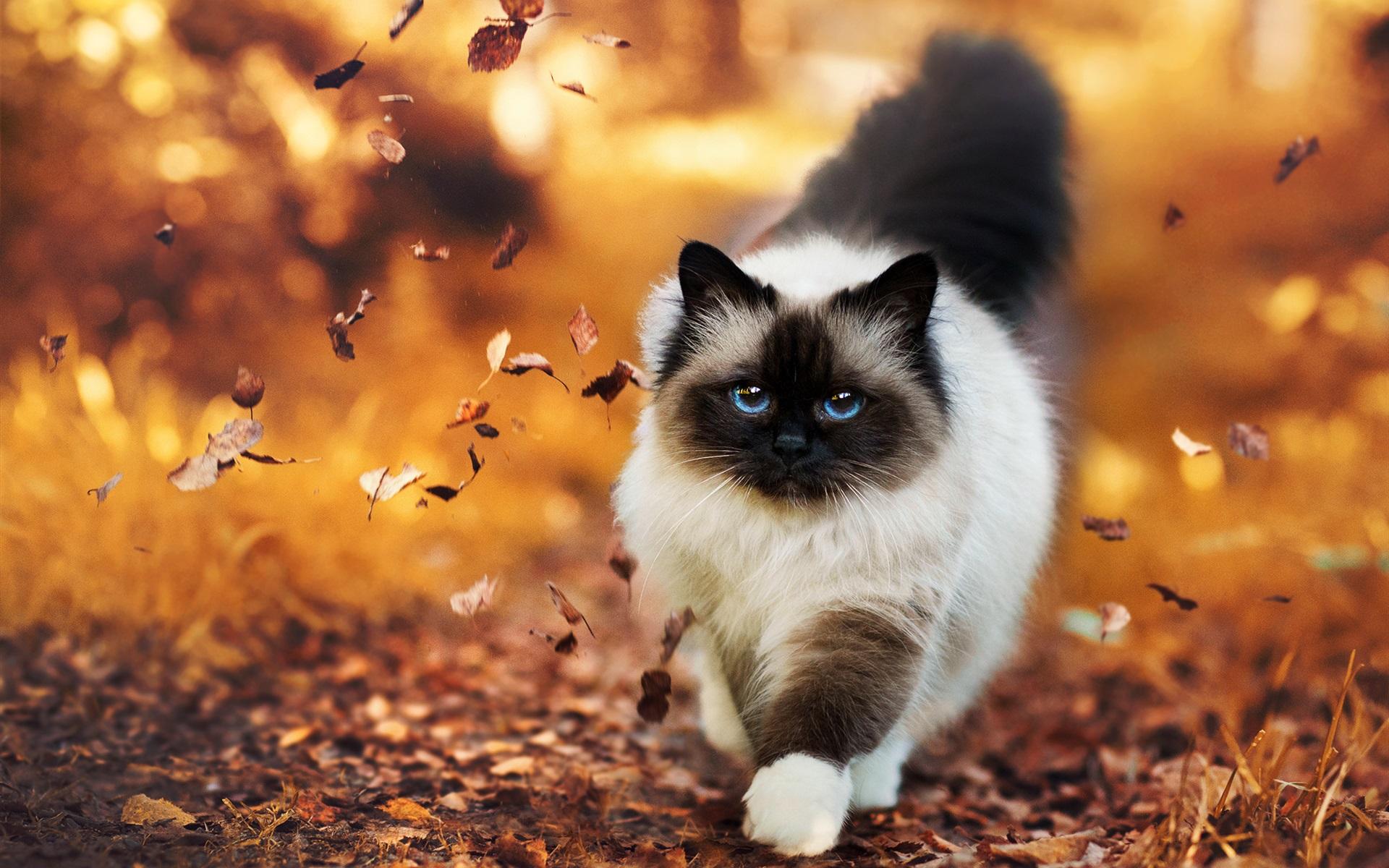 1920x1200 Wallpaper Siamese Cat Walking In Autumn