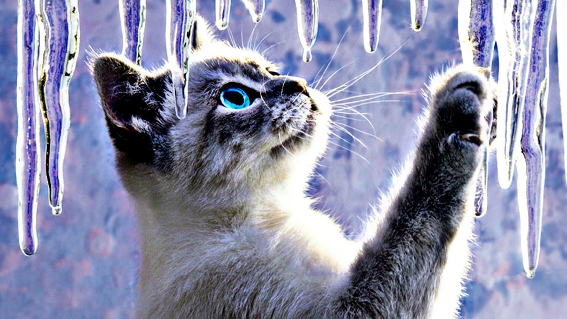 1920x1080 Animals Cats Abstract Artistic Ice Cute Desktop Background Image, siamese kitten • Wallpaper For You HD Wallpaper For Desktop & Mobile