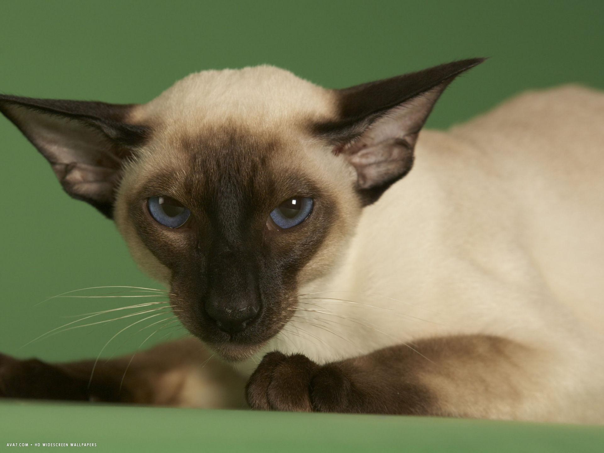 1920x1440 siamese wallpaper. siamese cat HD widescreen wallpaper