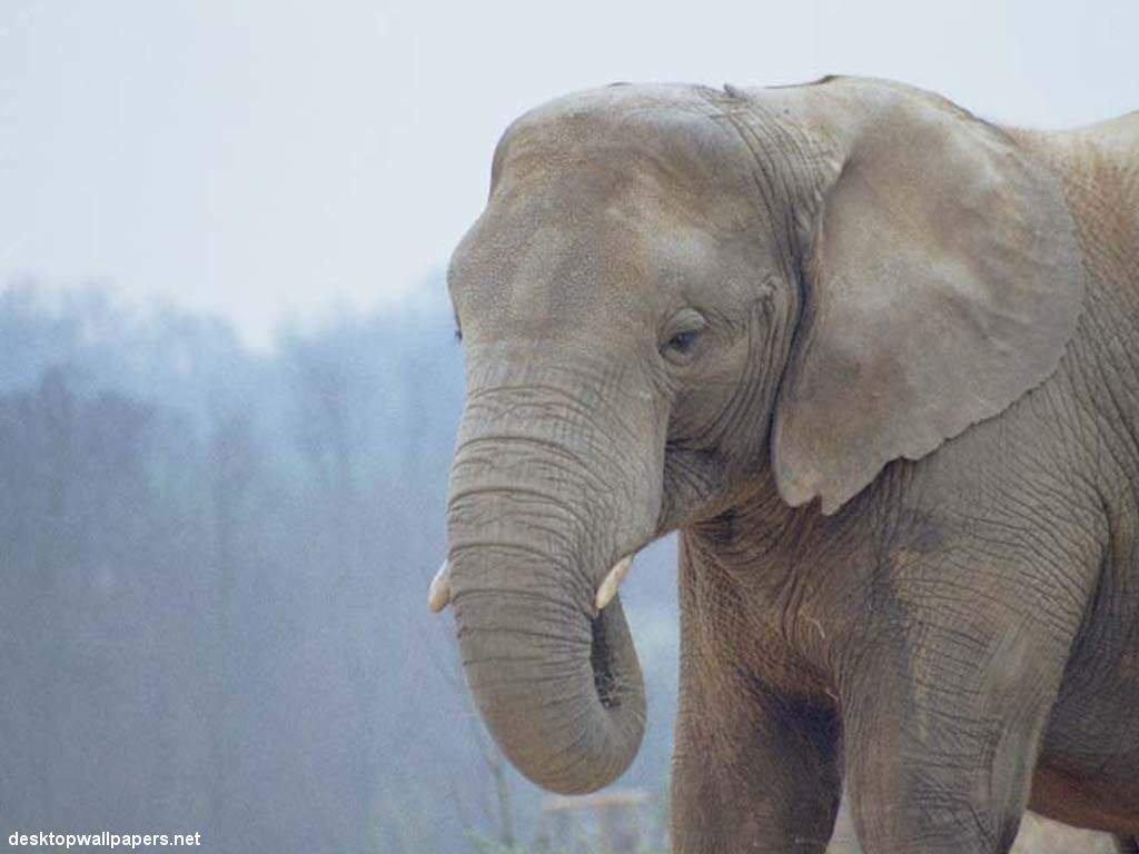 1024x768 Free download White Elephant Wallpaper [1024x768] for your Desktop, Mobile & Tablet. Explore White Elephant Wallpaper. White Elephant Wallpaper, Elephant Wallpaper, African Elephant Wallpaper