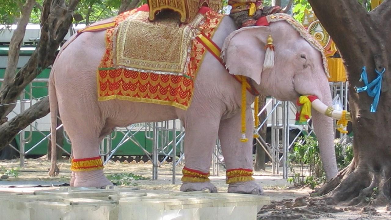 1280x720 White Elephant Free Letest HD Wallpaper Free HD Wallpaper Desktop Background
