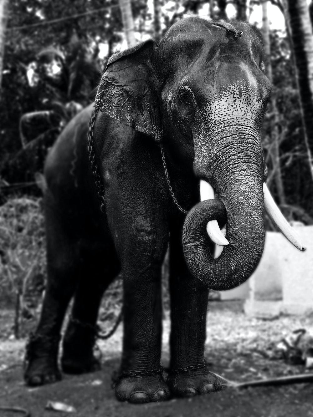1000x1333 Elephant Black And White Picture. Download Free Image