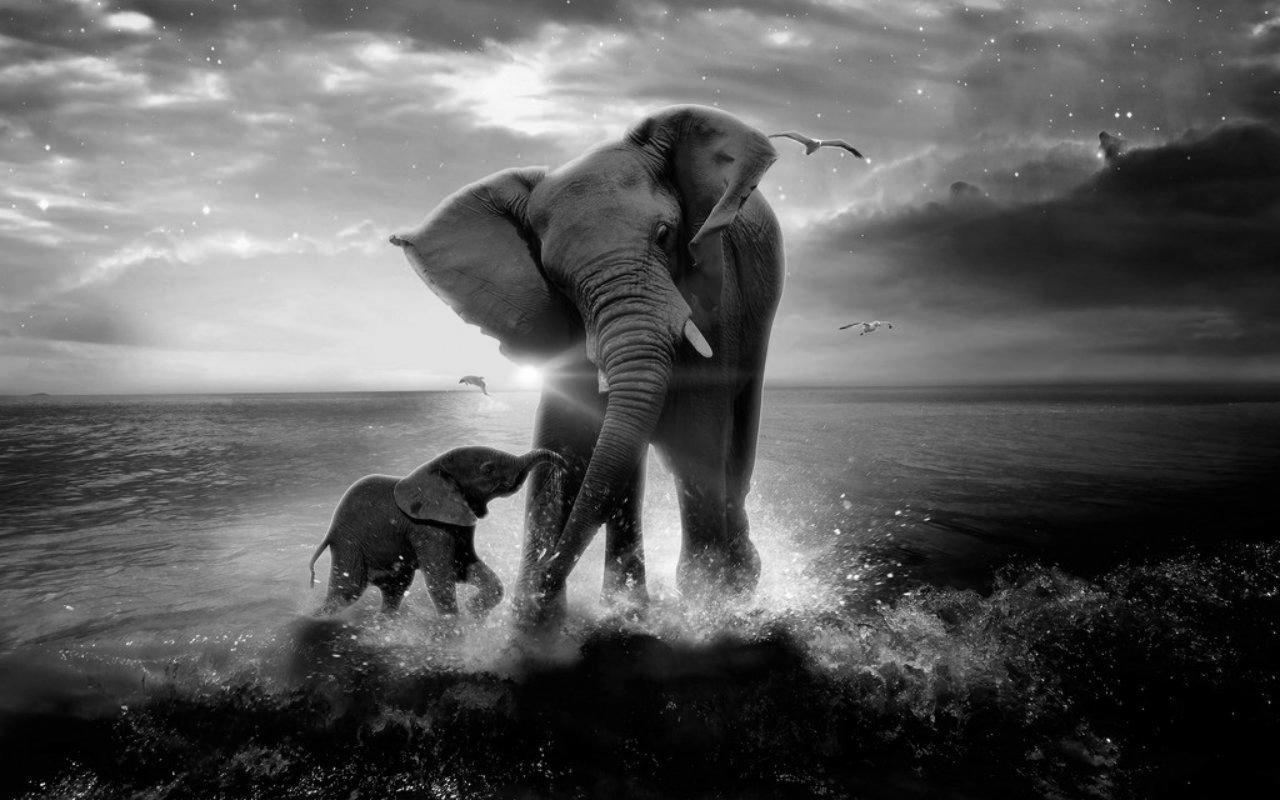 Baby Elephant Dark Wallpapers - Top Free Baby Elephant Dark Backgrounds