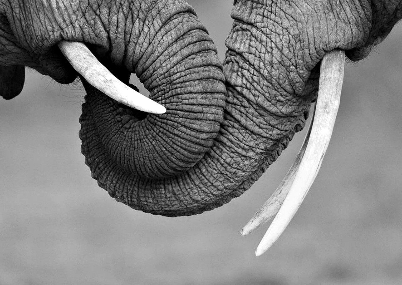 1280x909 Elephant Black And White Wallpaper Background. Elephant black and white, Elephant love, Elephant photography