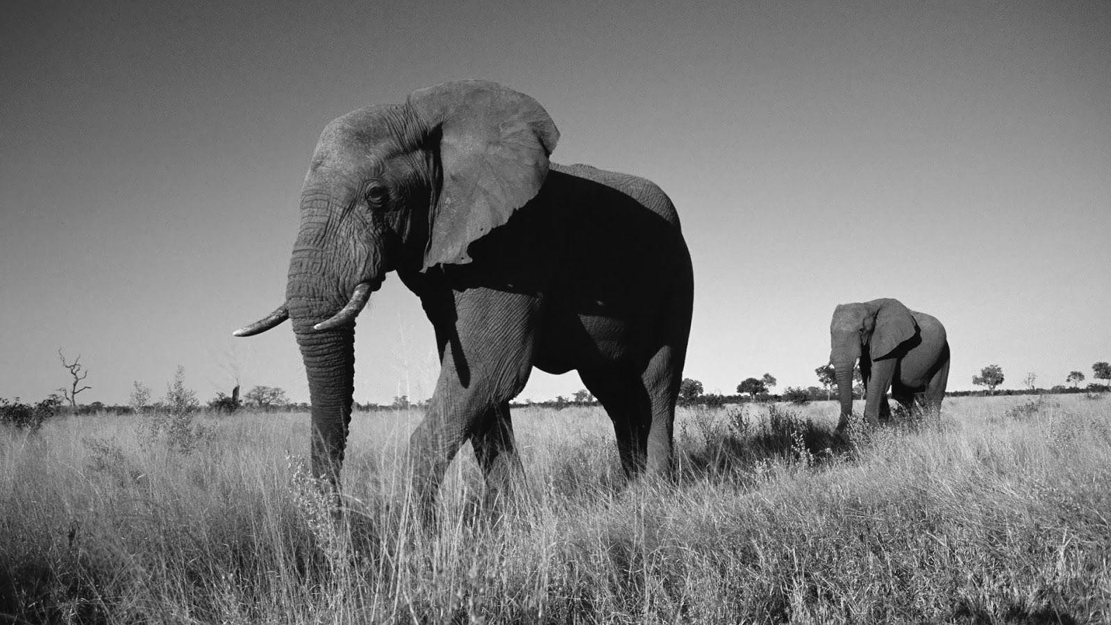 1600x900 White Elephant HD Photo