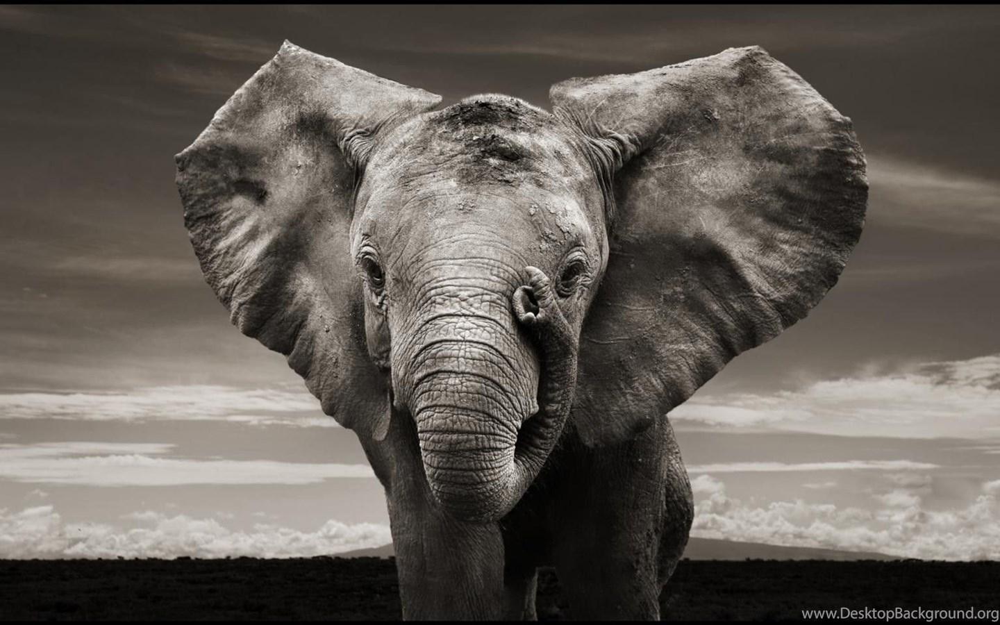 1440x900 High Quality Elephant Wallpaper Desktop Background