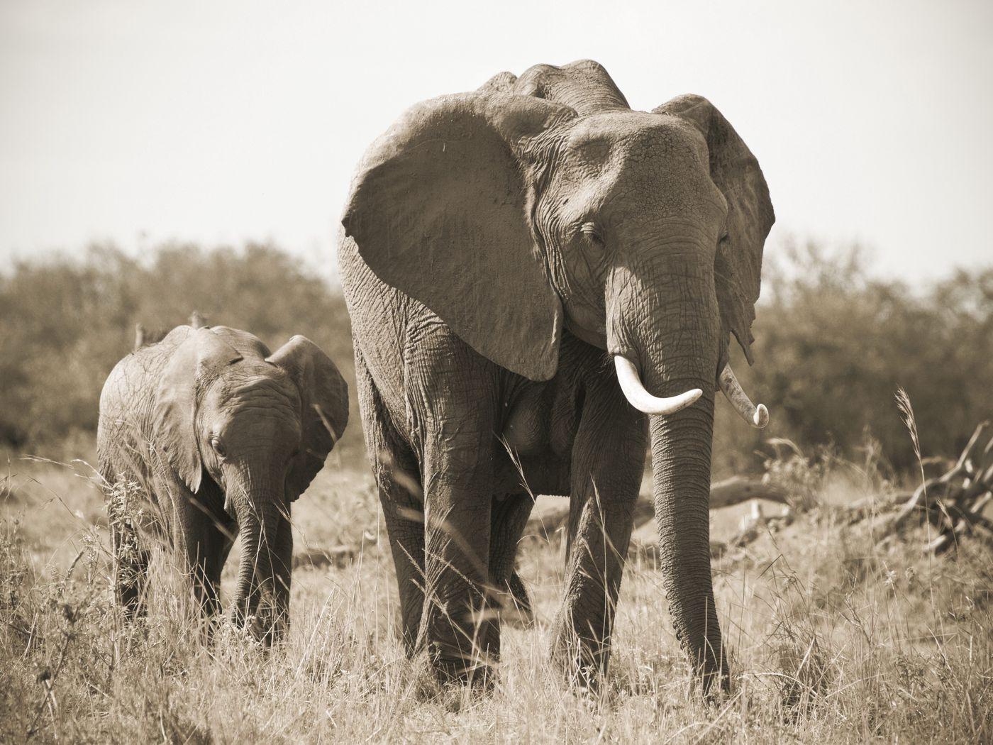1400x1050 Download wallpaper 1400x1050 elephant, nature, black and white, tusks standard 4:3 HD background
