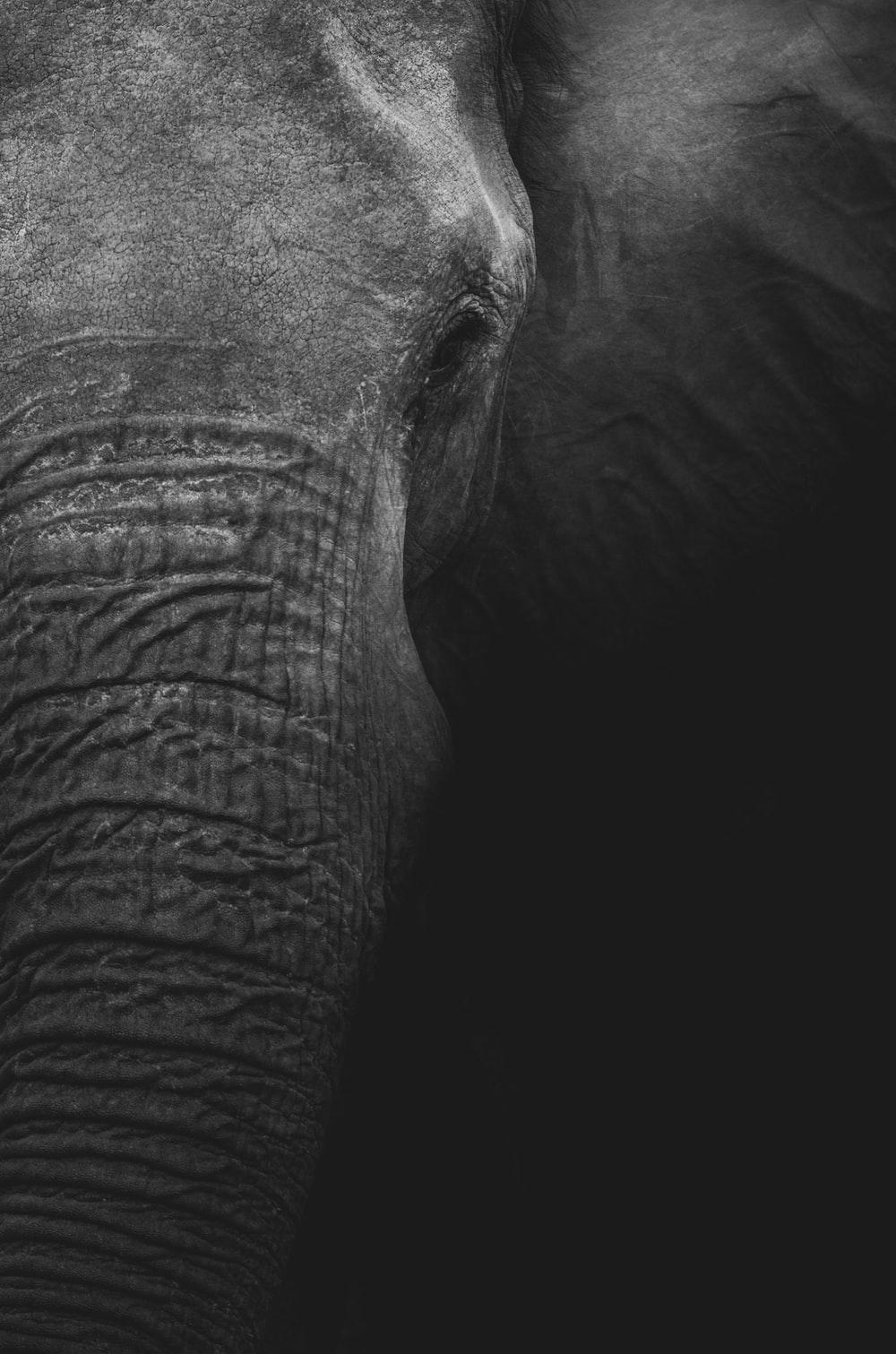 1000x1511 Elephant Black And White Picture. Download Free Image