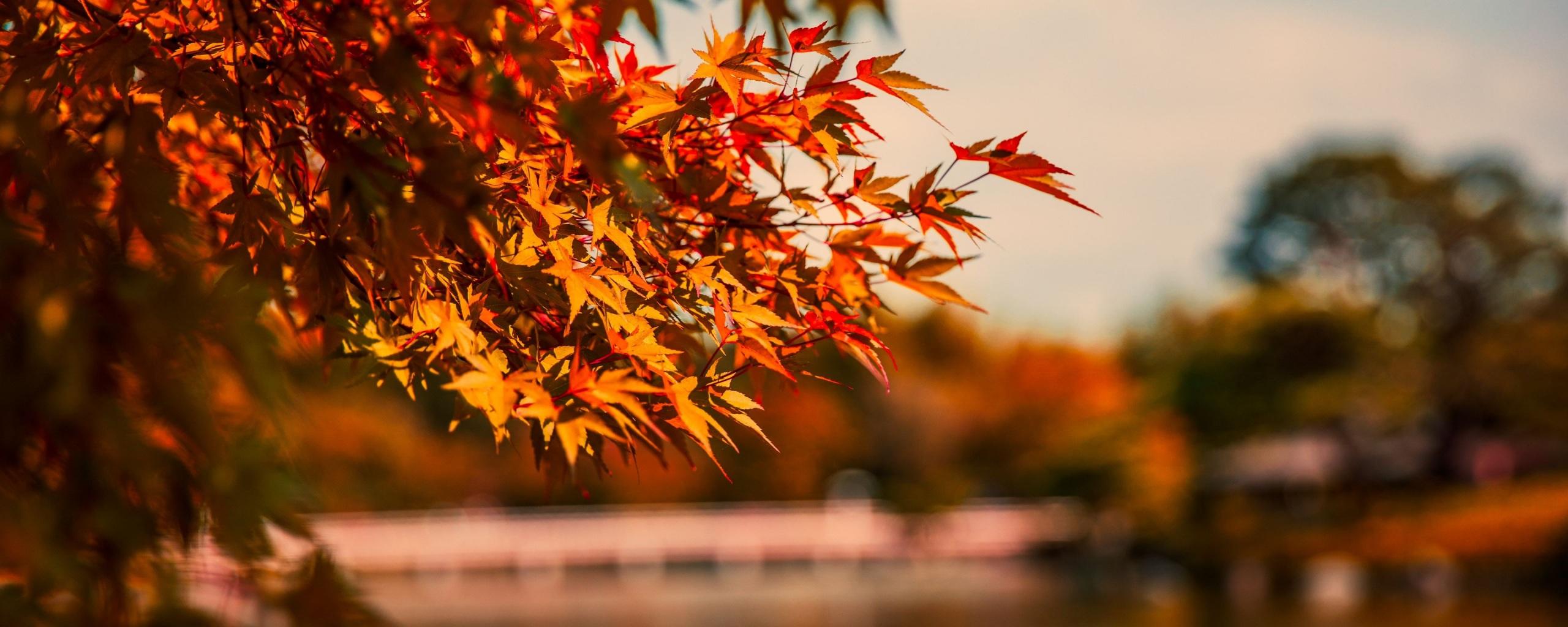 2560x1024 Wallpaper 4k Maple Tree Autumn Lake 4k Wallpaper