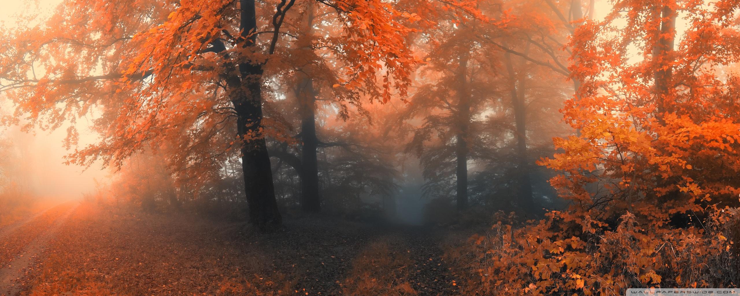 2560x1024 Autumn Ultra HD Desktop Background Wallpaper for : Multi Display, Dual Monitor : Tablet