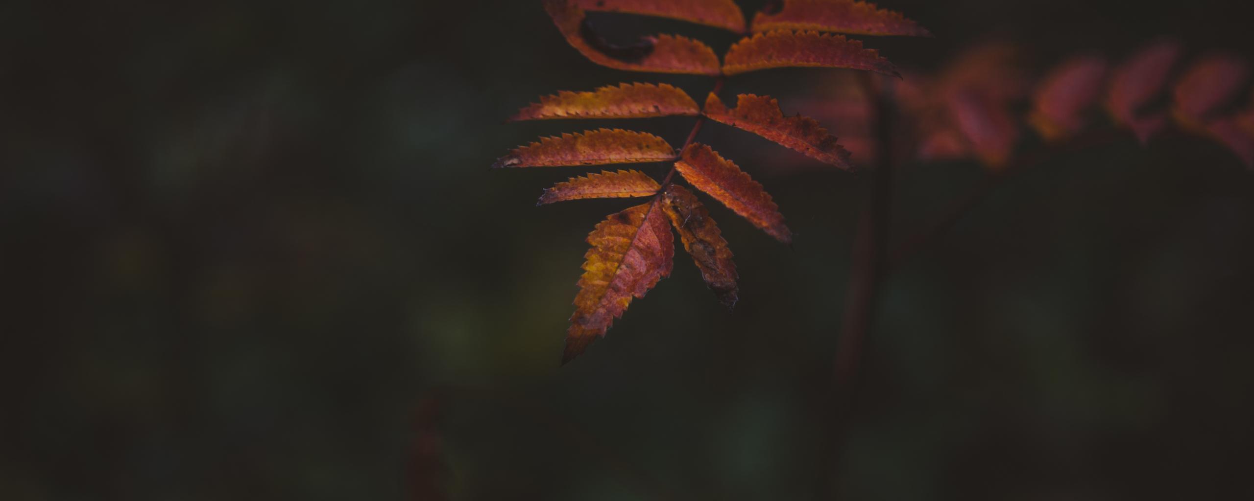2560x1024 Download 2560x1024 wallpaper autumn, portrait, leaf, dual wide, wide 21: widescreen, 2560x1024 HD image, background, 18464